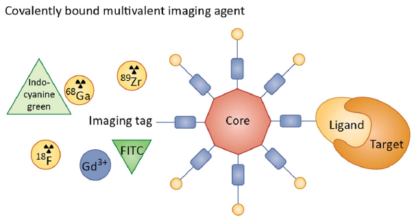 Multivalent Probes in Molecular Imaging: Reality or Future?